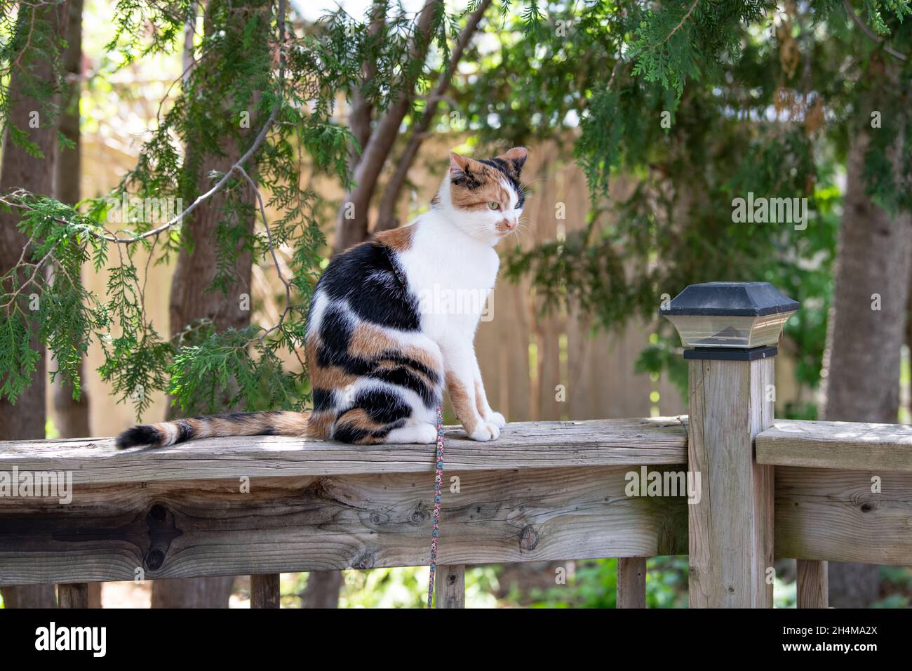 Calico cat sitting on a wooden deck railing Stock Photo - Alamy