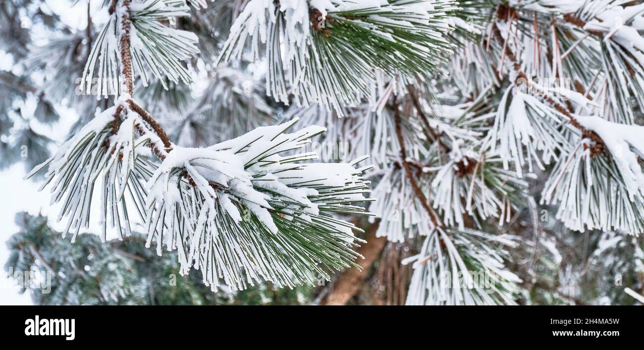 Snow-covered pine branches with long needles Stock Photo
