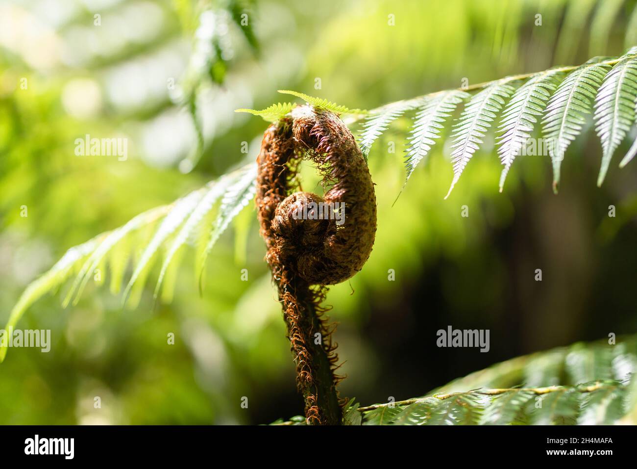 Koru new leaf of silver fern, NZ native plant. New Zealand national
