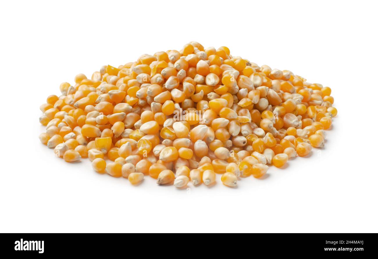 Heap of raw popcorn grains isolated on white background. Dry yellow