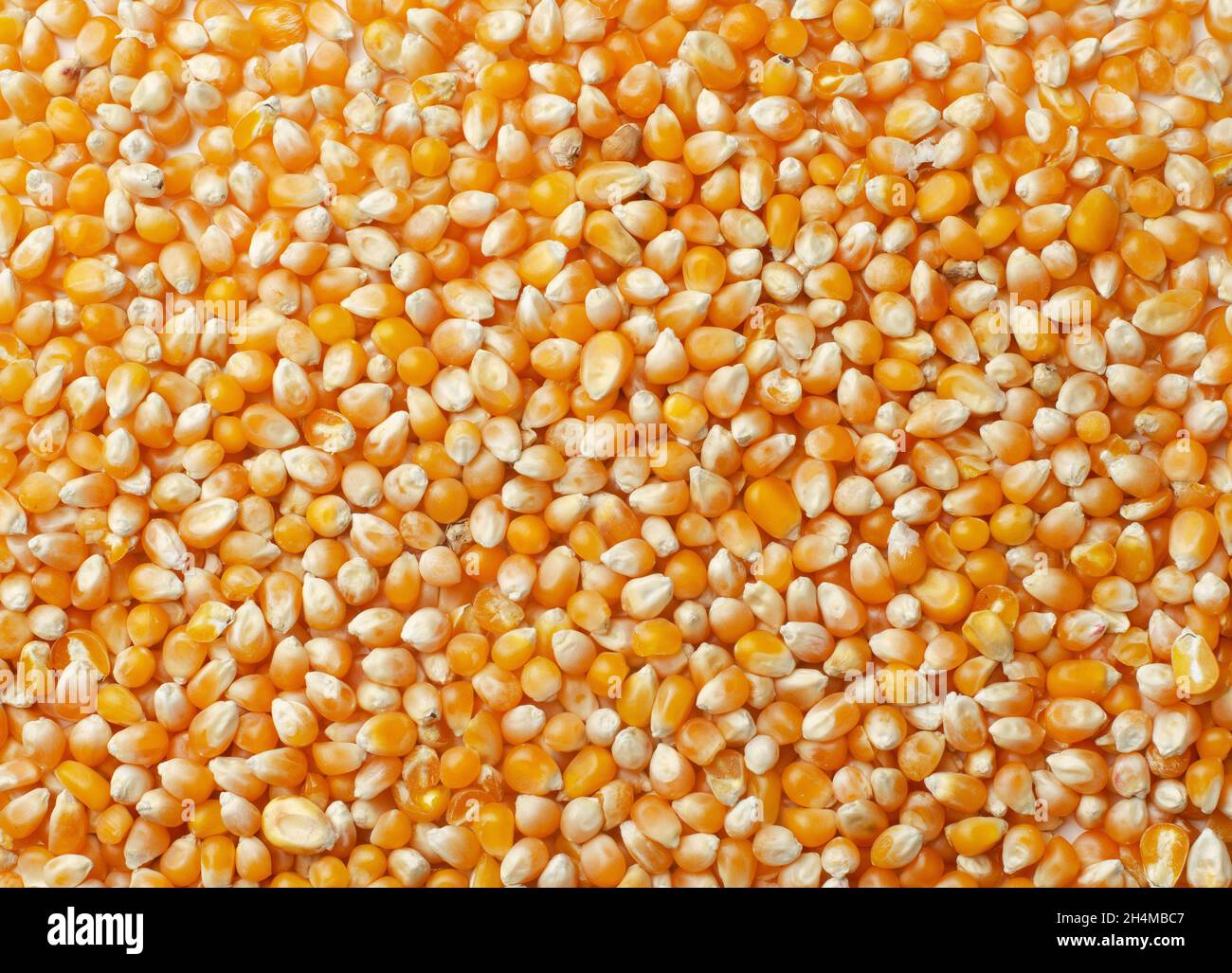 Corn grains background or texture Stock Photo