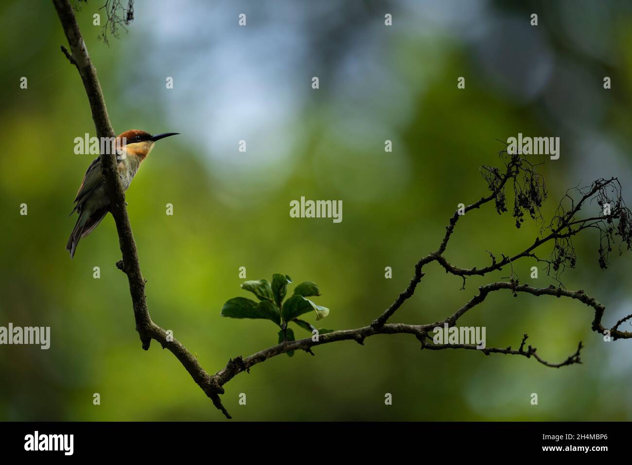 a small bird perched on a tree branch Stock Photo