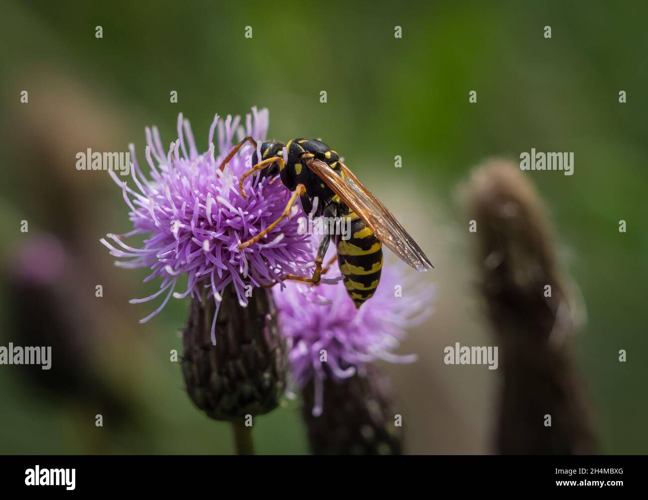 French field wasp hires stock photography and images Alamy