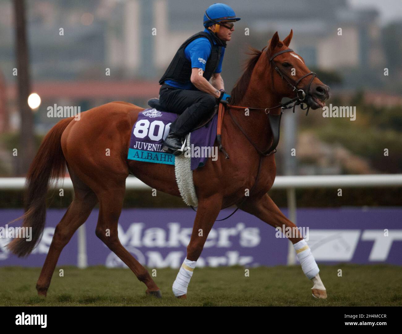 Del Mar, CA, USA. 2nd Nov, 2021. November 2nd 2021: Albahr, entered in the  Breeders' Cup Juvenile Turf and trained by Charlie Appleby, exercises  during the morning training session for Breeders' Cup