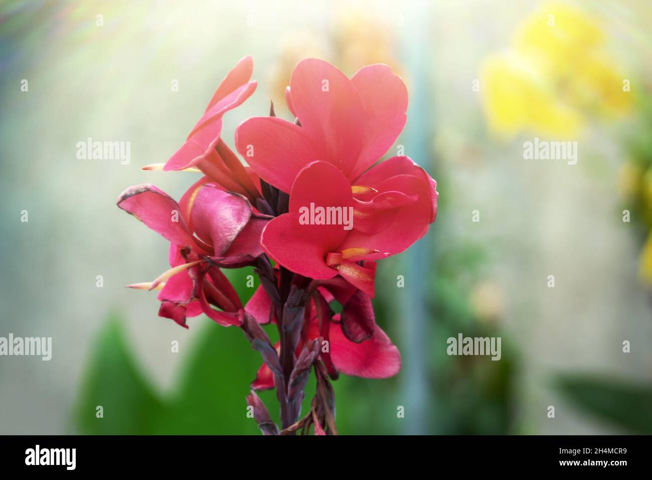 Water Red iris (red flag) flowers. Thailand wintertime Stock Photo Alamy