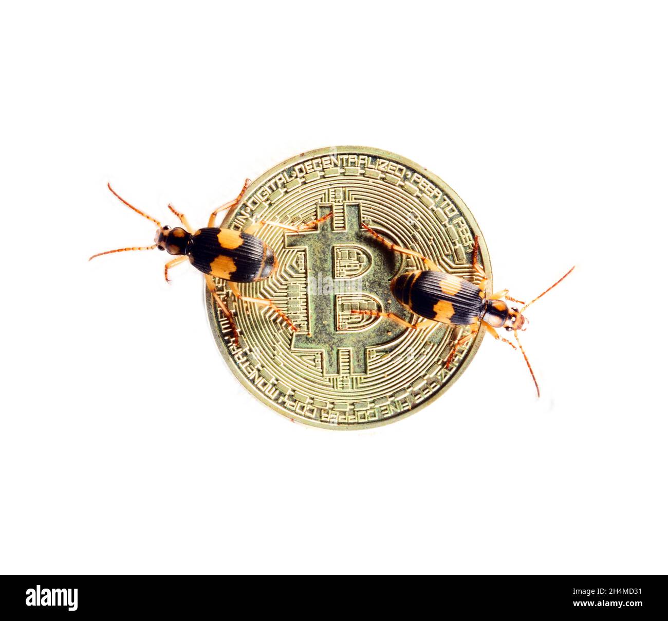 Bitcoin litecoin cryptocurrency and virtual real poison bugs. Malfunction  and attack on banking system Stock Photo - Alamy