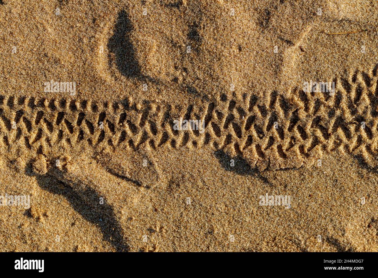 Wheel tires grooves in the golden beach sand. They are made up of ...