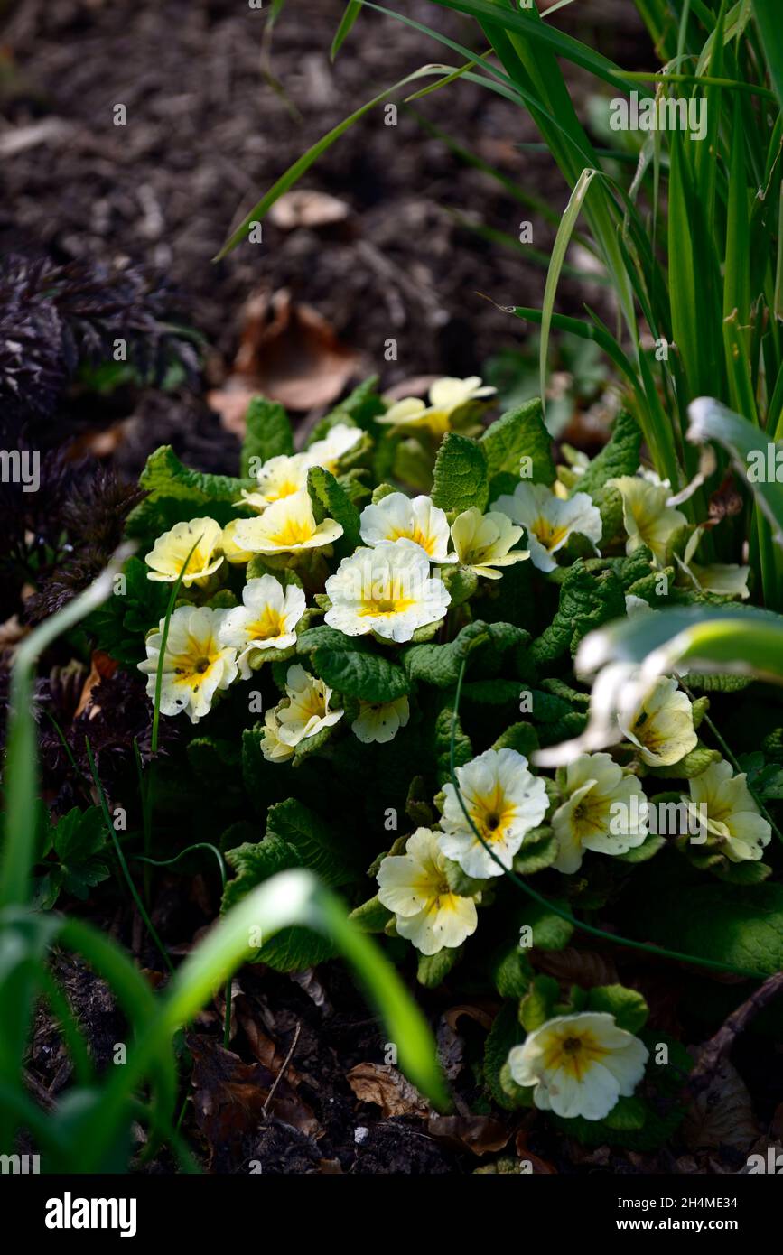 Primula Tara,primrose tara,kennedy primrose,primroses,acaulis pink stems,dark yellow flowers,dark reddish green foliage,jack-in-the-green form,vigorou Stock Photo