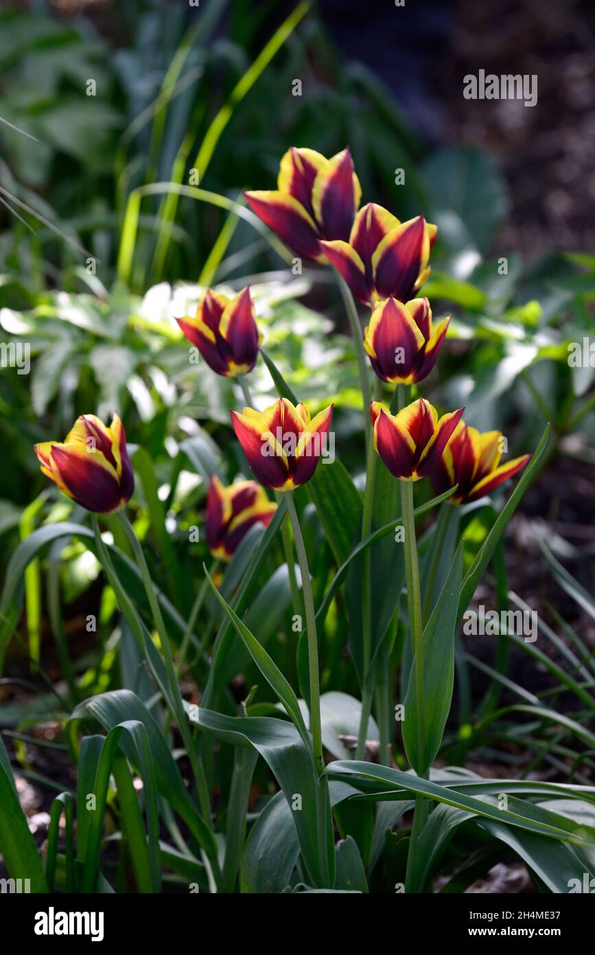 Tulipa Gavota,tulip gavota,triumph tulip,dark mahogany-red with a cream and lemon edge,tulips,tulip,flowering,spring,bulbs,triumph flowered tulips,RM Stock Photo