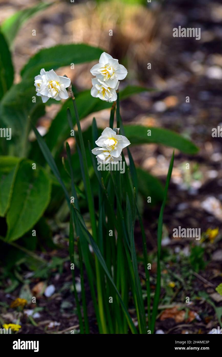 Narcissus Bridal Crown,daffodil Bridal Crown,double creamy white ...