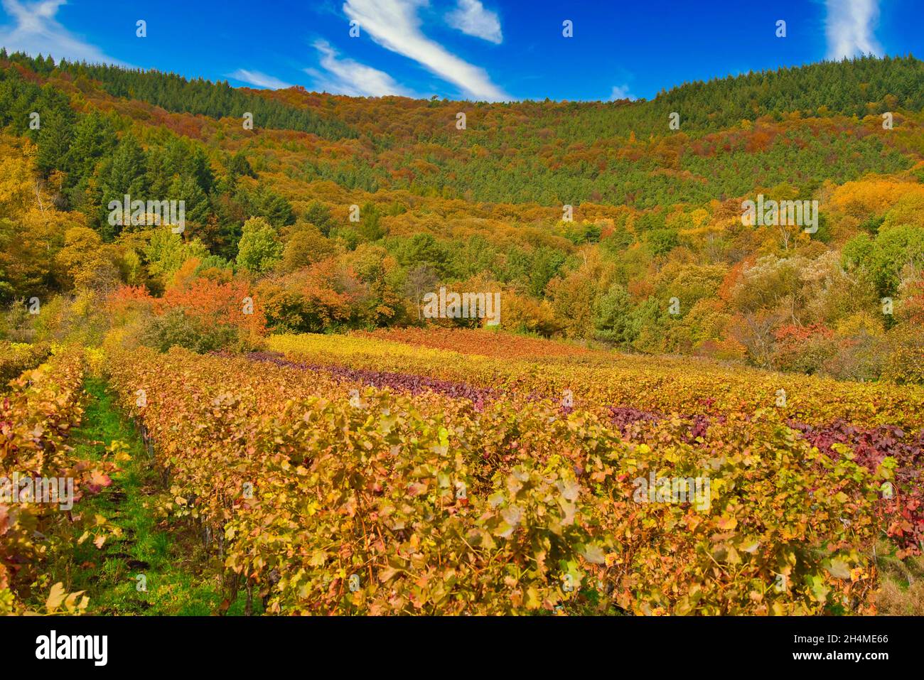 Sunny colorful vineyards landscape in autumn. Rhineland-Palatinate, Germany. Vineyard Rural autumn landscape Stock Photo