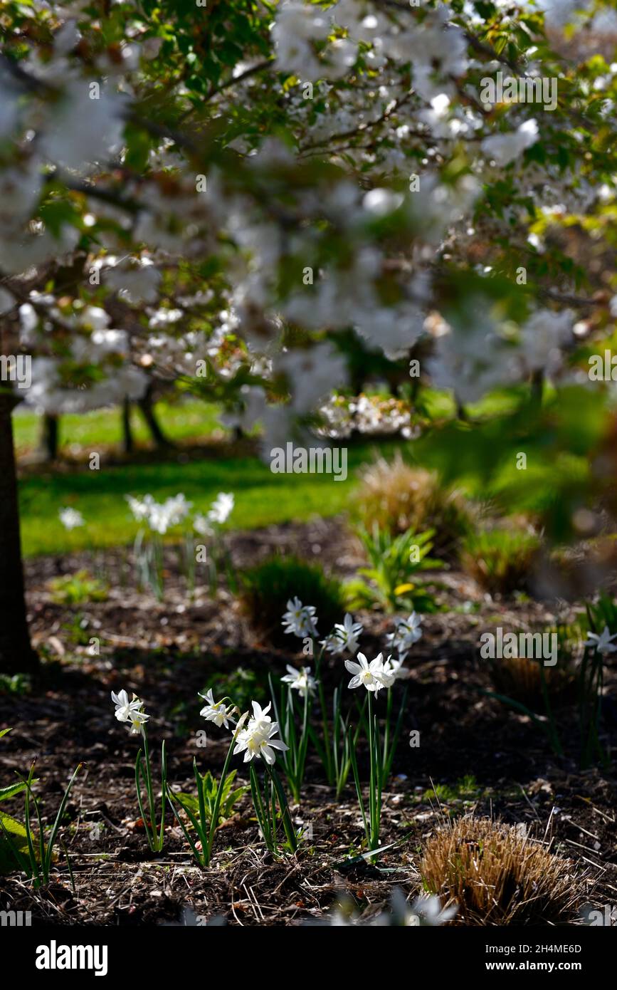 Narcissus thalia,white daffodil,cherry blossom,cherry tree,underplanted,underplant,triandrus,multi headed flower,white flowers,white narcissus,narciss Stock Photo