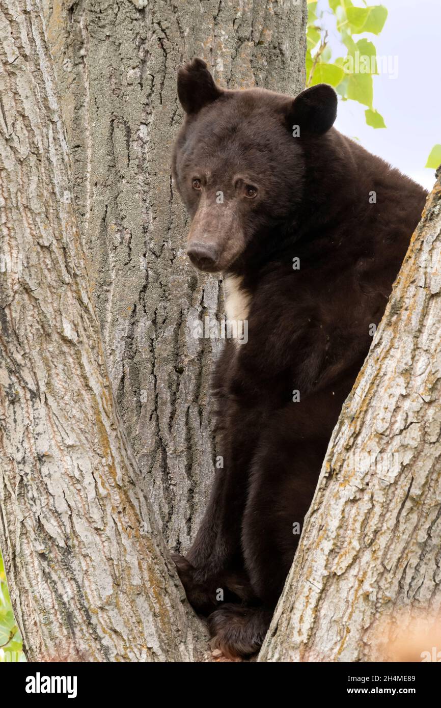 North America; United States; Montana; Wildlife; American Black Bear; Ursus americanus; Summer Stock Photo