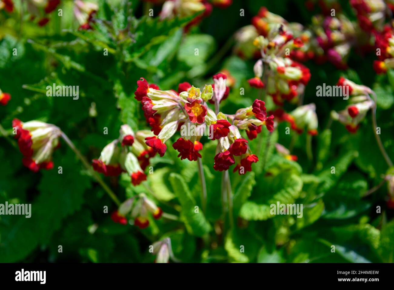 Primula veris Sunset Shades,primulas,cowslip,cowslips,red,yellow,flower,flowers,flowering,spring,RM Floral Stock Photo