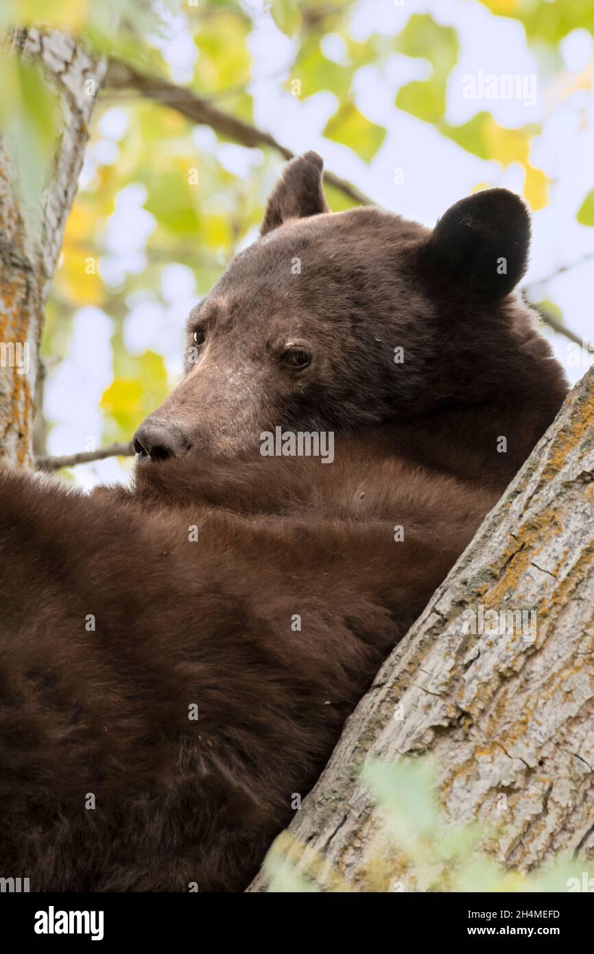 North America; United States; Montana; Wildlife; American Black Bear; Ursus americanus; Summer; In Cottonwood tree Stock Photo