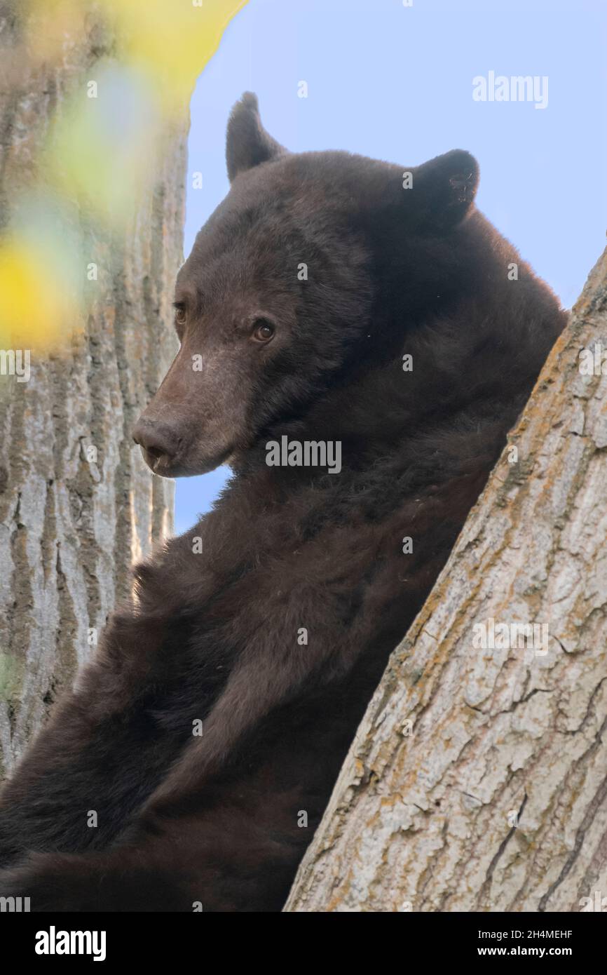 North America; United States; Montana; Wildlife; American Black Bear; Ursus americanus; Summer; In cottonwood tree Stock Photo