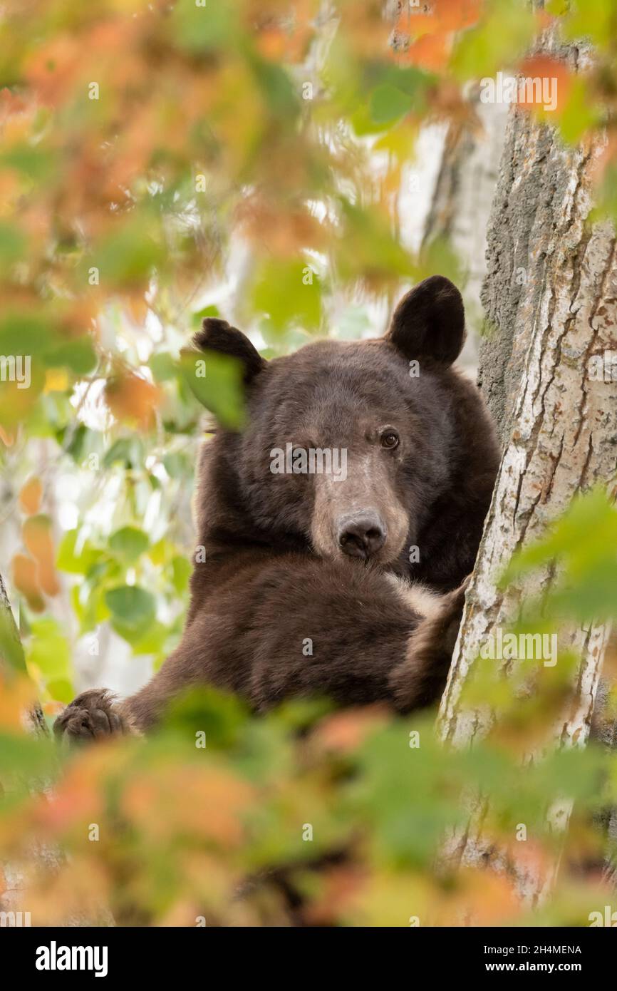 America's Wild Heart: A Tapestry of Resilience and Renewal