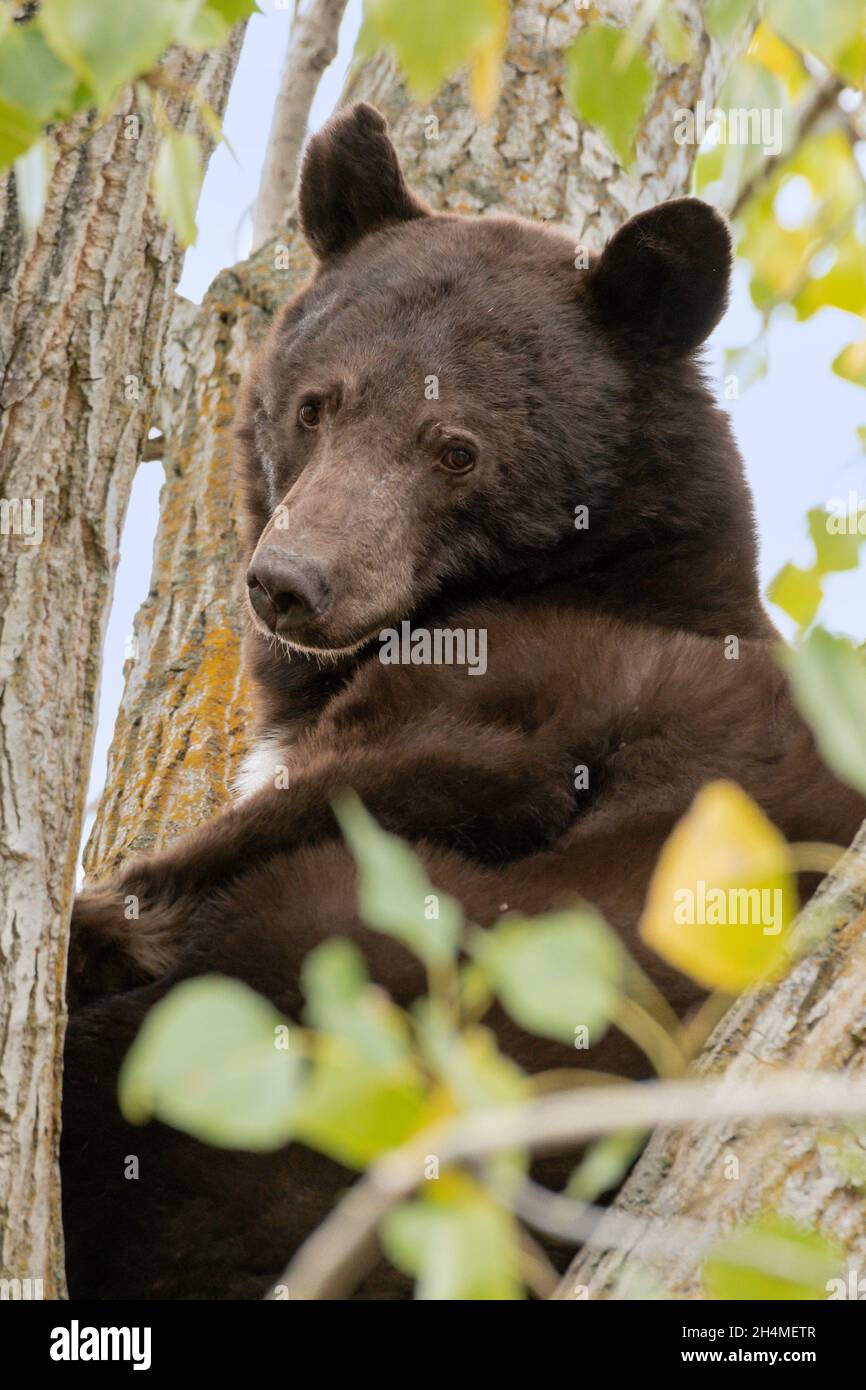 North America; United States; Montana; Wildlife; American Black Bear; Ursus americanus; Summer Stock Photo