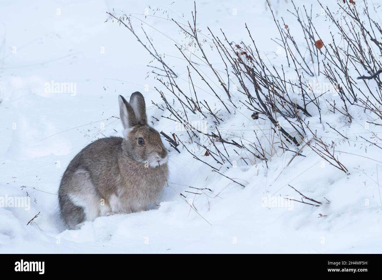 North America; United States; Alaska; Denali National Park; Wildlife