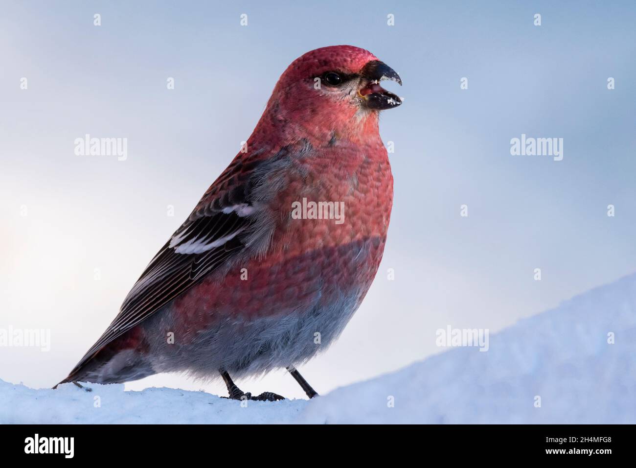 North America; United States; Alaska; Denali National Park;  Winter; Wildlife; Birds; Pink Grosbeak; Pinicola enucleator Stock Photo