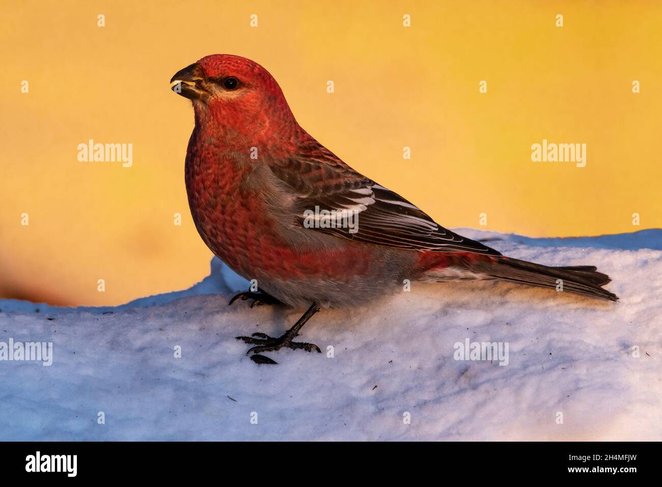 North America; United States; Alaska; Denali National Park; Wildlife; Birds; Pine Grosbeak (Pinicola enucleator); Male Stock Photo