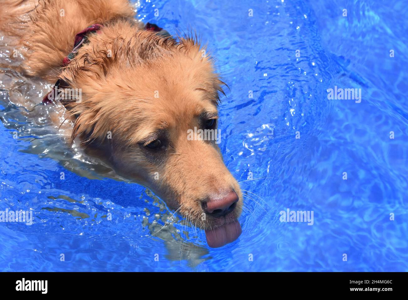 What Happens When Dogs Drink Pool Water