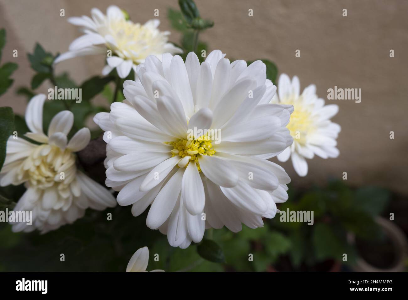 Closeup shot of white Dahlias Stock Photo