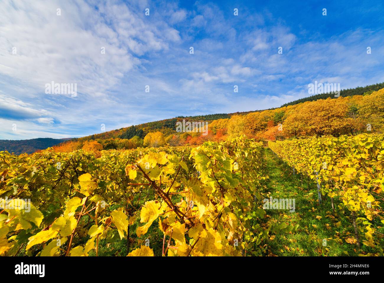 Sunny colorful vineyards landscape in autumn. Rhineland-Palatinate, Germany. Vineyard Rural autumn landscape Stock Photo