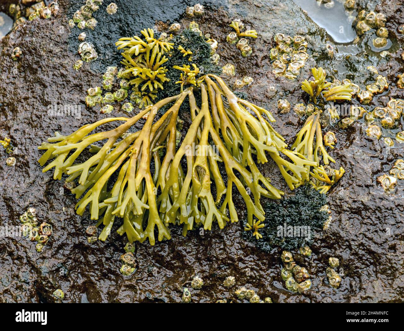Closeup of bright green and wet Channelled wrack (Pelvetia canaliculata) seaweed growing and barnacles on black seaside rock, Scotland, UK Stock Photo