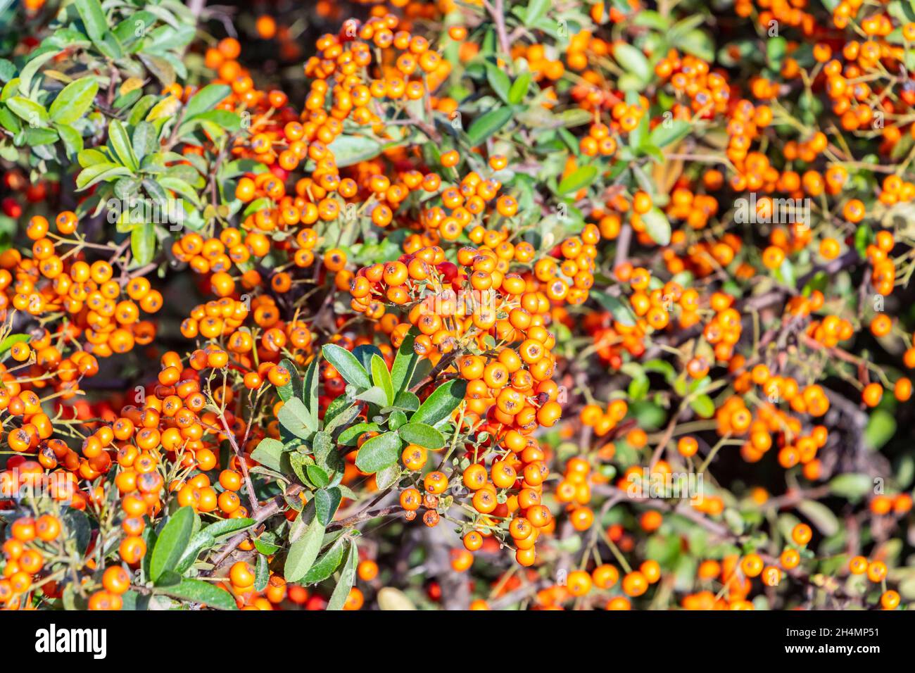 orange berries on pyracantha bush near Palma Mallorca Stock Photo