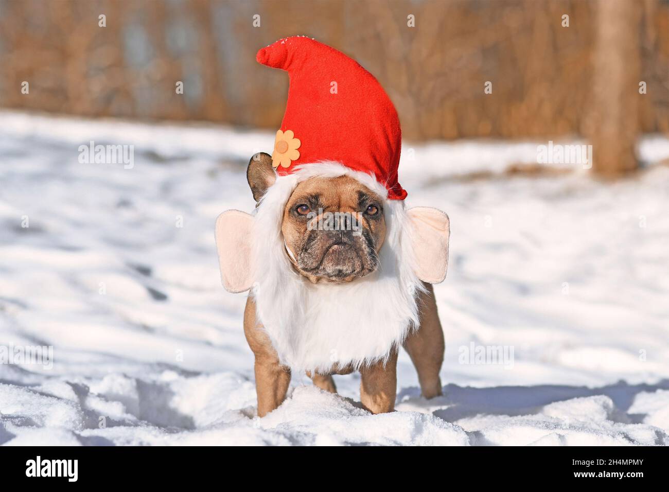 Funny Crazy Dog Rages On Snow Stock Photo 1243032625