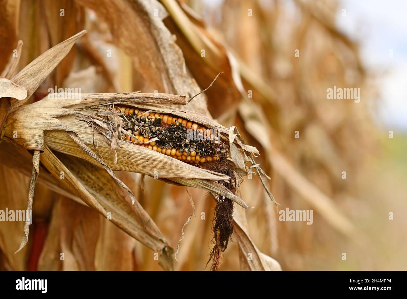 Close up of sick rotten corncob with black maize kernel in agricultural field Stock Photo