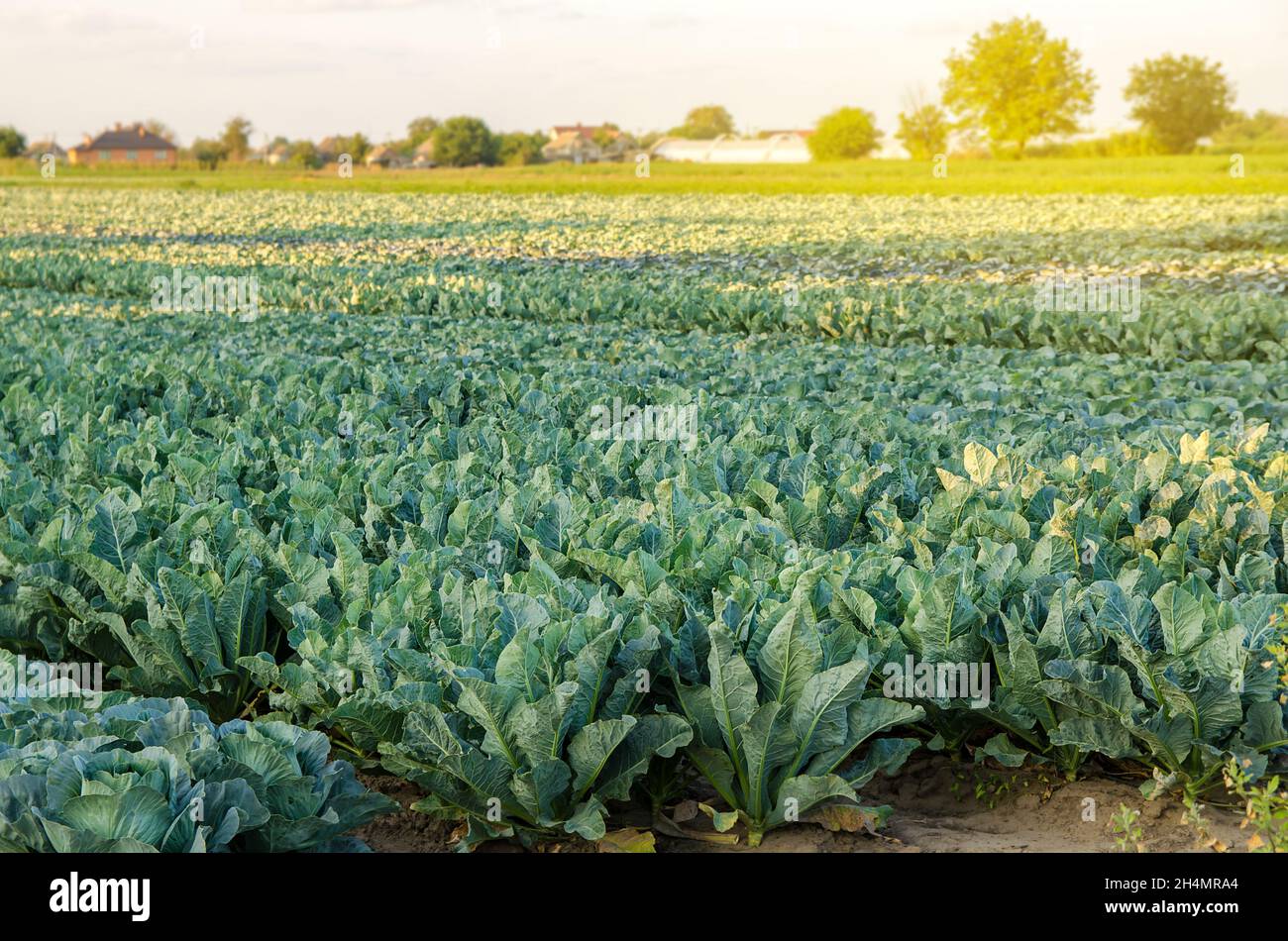 Broccoli plantations in the sunset light on the field. Cauliflower