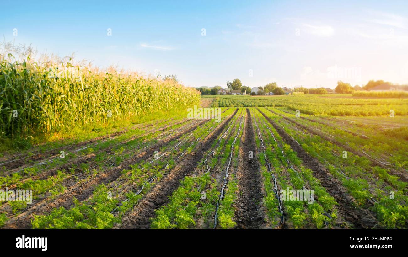 Plantations of young carrots grow in the field on a sunny day ...