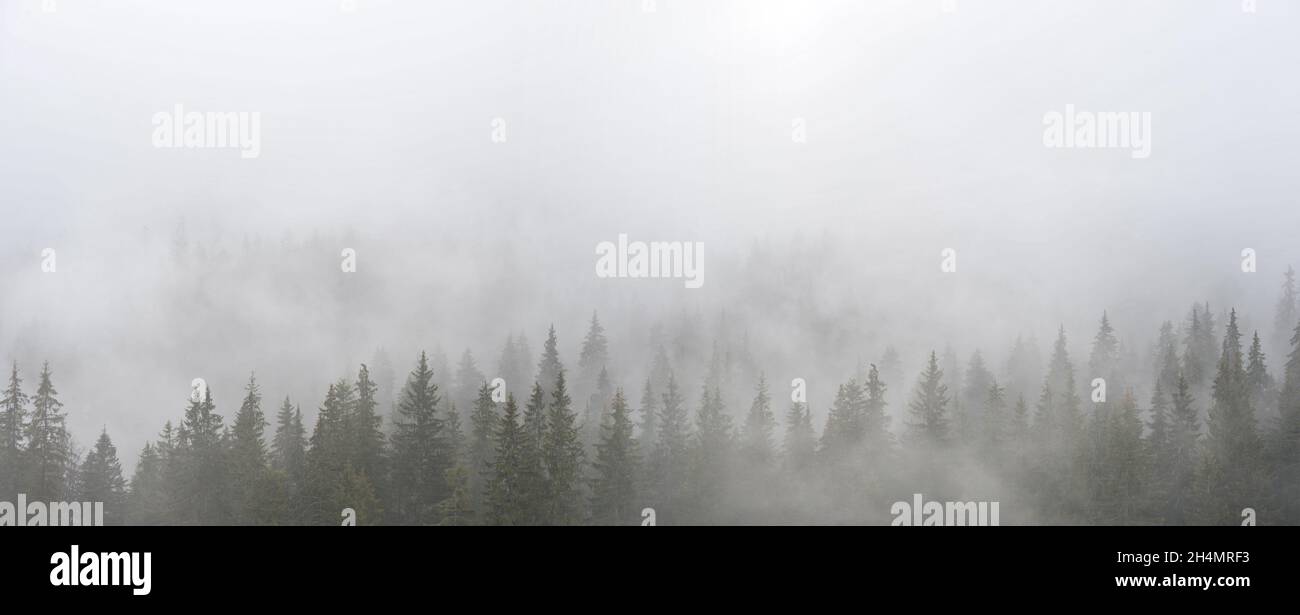 Fog over forest sunset hi-res stock photography and images - Alamy