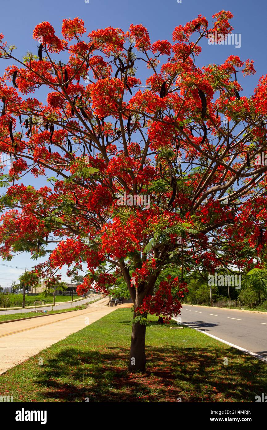 A tree called the flamboyant (Delonix regia), in bloom, with the blue sky in the background. Stock Photo
