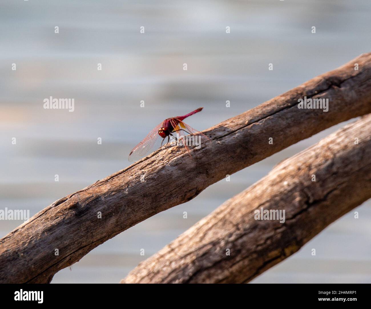 Red dragonfly on a branch Stock Photo - Alamy