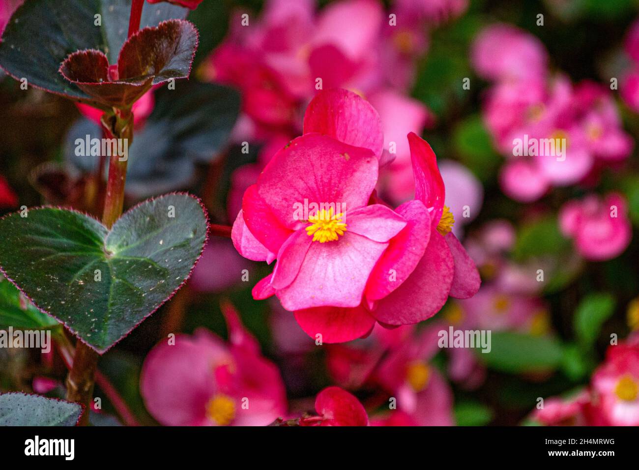 A flower bed of bright pink begonia flowers in the garden. Stock Photo