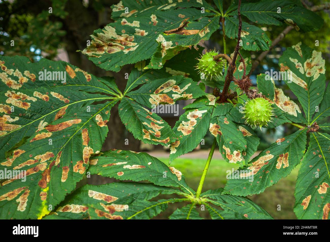 The damaged leaves of a Horse Chestnut tree as caused by the Horse chestnut leaf miner (Cameraria ohridella), an exotic insect pest. Stock Photo