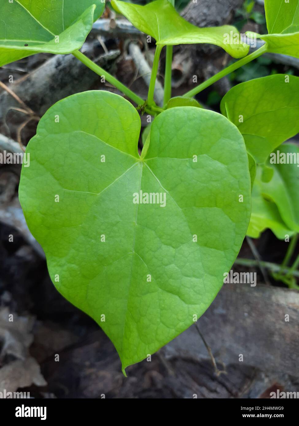 High angle macro shot of a big green leaf in a garden Stock Photo - Alamy