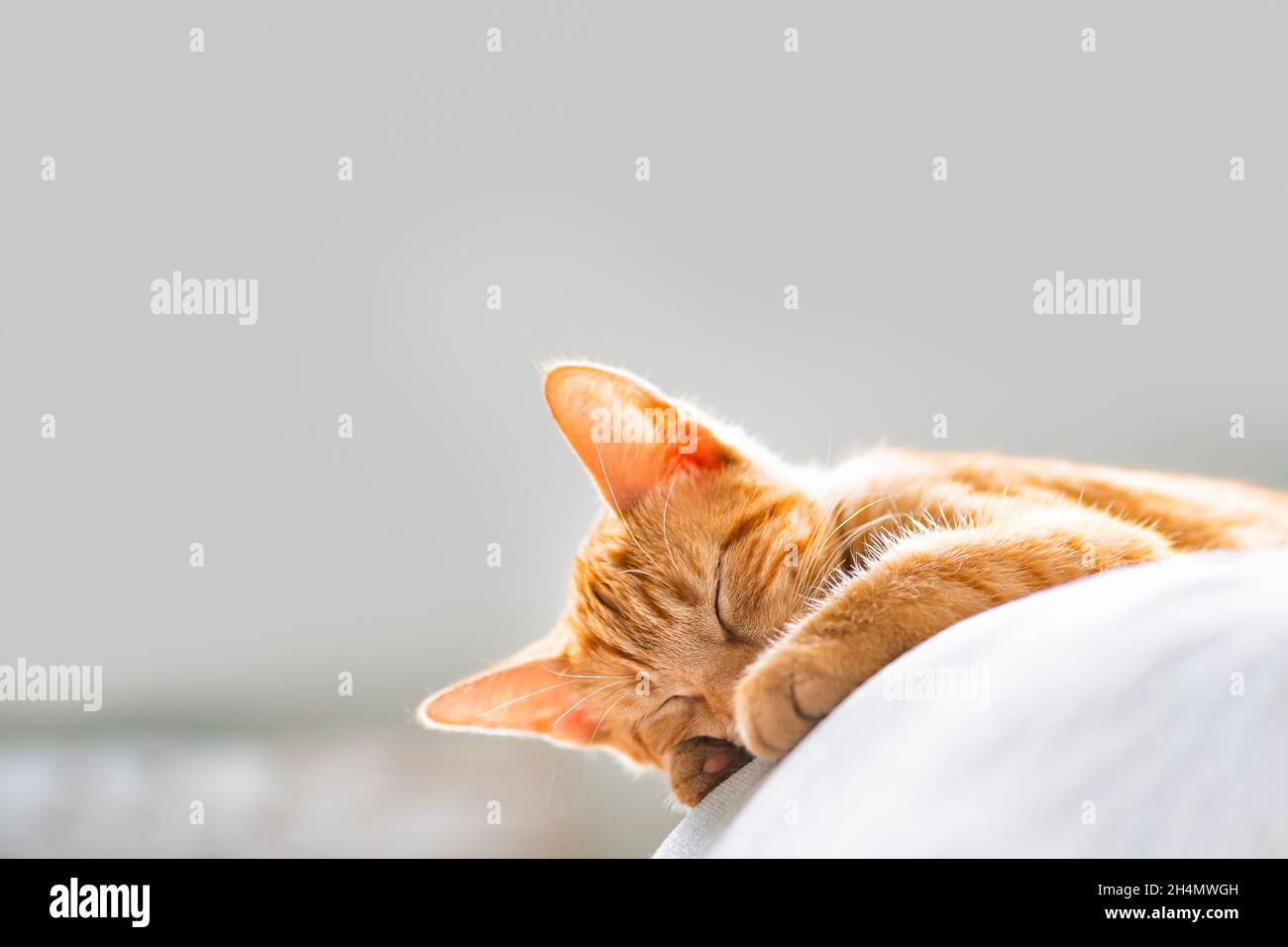 Cute ginger kitten sleeps Stock Photo - Alamy