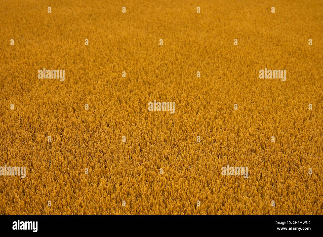 Flat grass texture hires stock photography and images Alamy