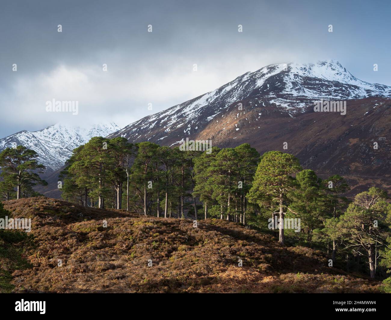 The caledonian pine forest with Sgurr na Lapaich beyond. Glen Affric, Highlands, Scotland Stock Photo