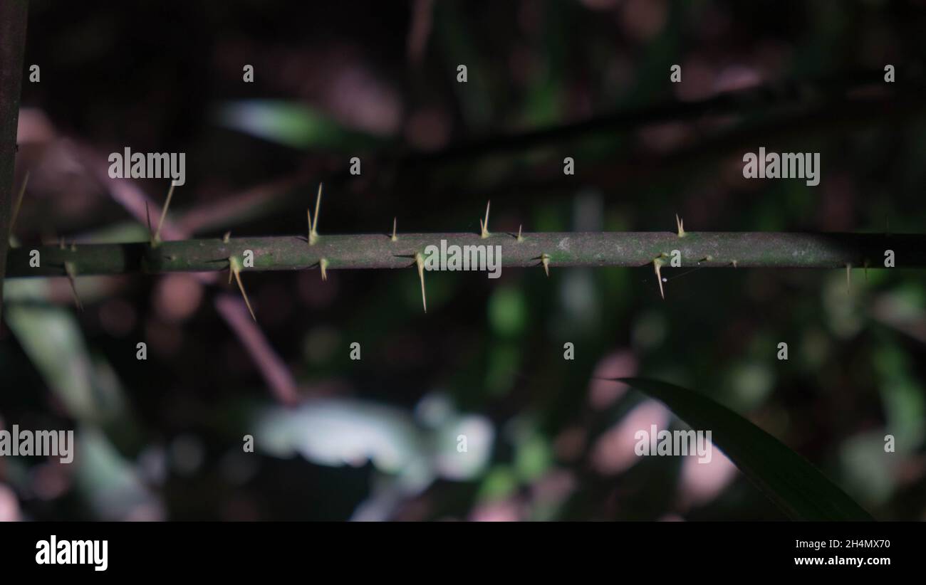 Lawyer Vine, Spiky plants near Windin Falls, Queensland, Australia