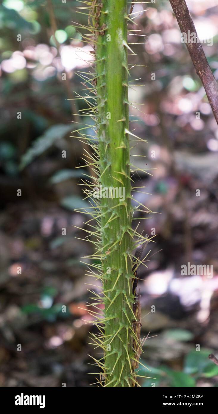 Lawyer Vine, Spiky plants near Windin Falls, Queensland, Australia