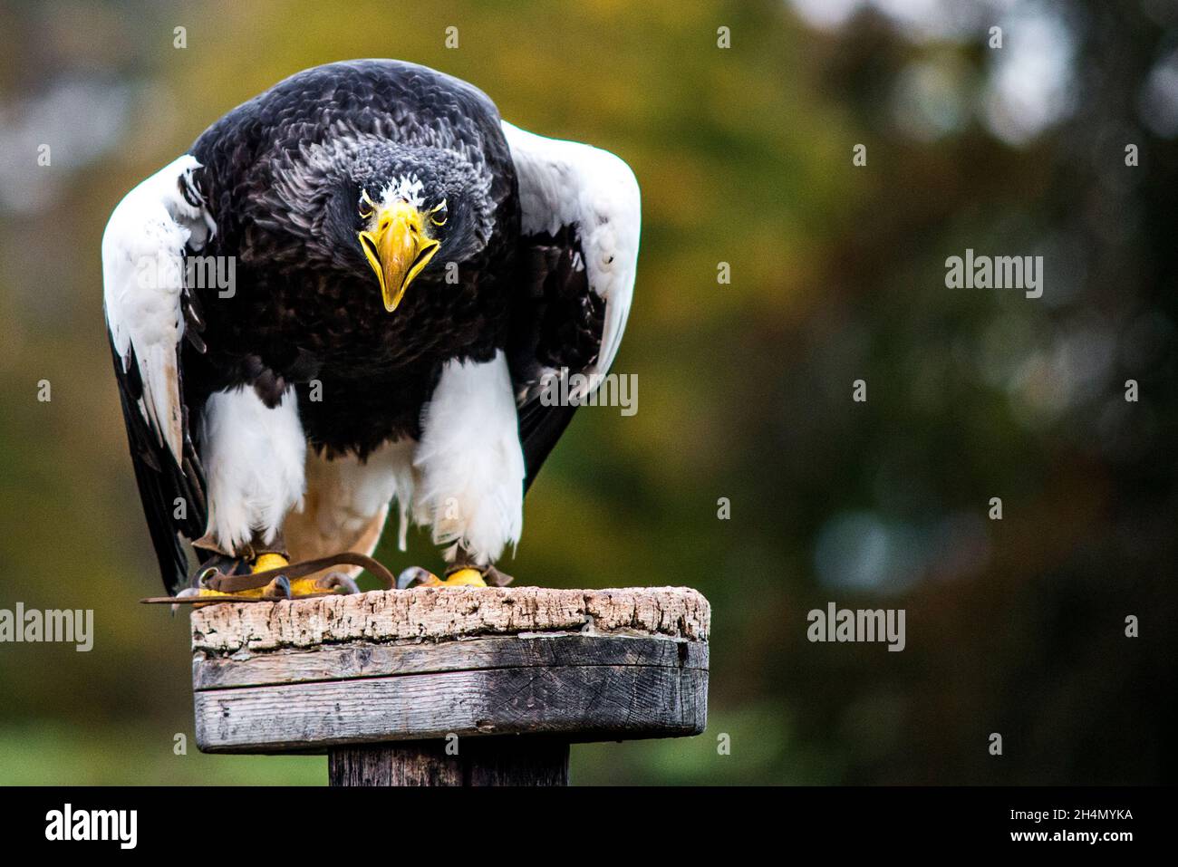 Black eagle stellers sea hi-res stock photography and images - Alamy