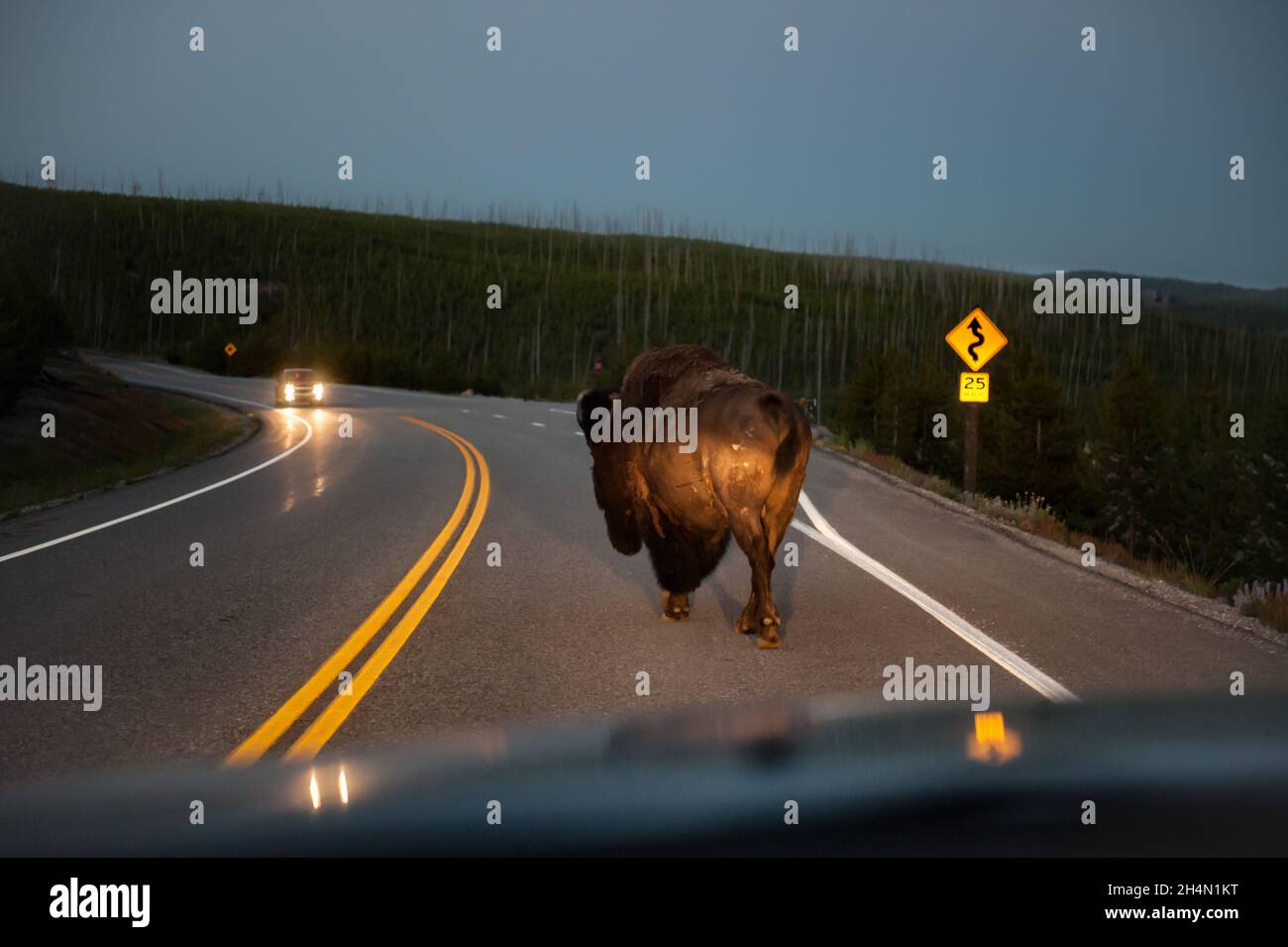 A bison walks down the middle of the road in Yellowstone National Park as and oncoming car approaches. Stock Photo