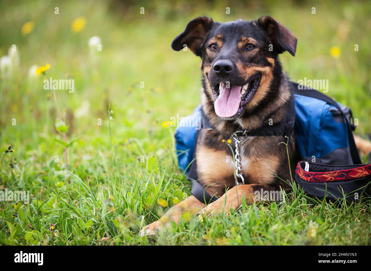 A happy dog lays in a field with a backpack Stock Photo