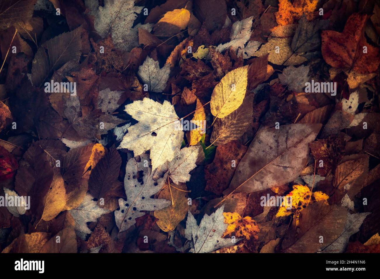 Fall Leaves - Balsam Lake, Roy Taylor Forest in the Nantahala National Forest, Canada, North Carolina, USA Stock Photo