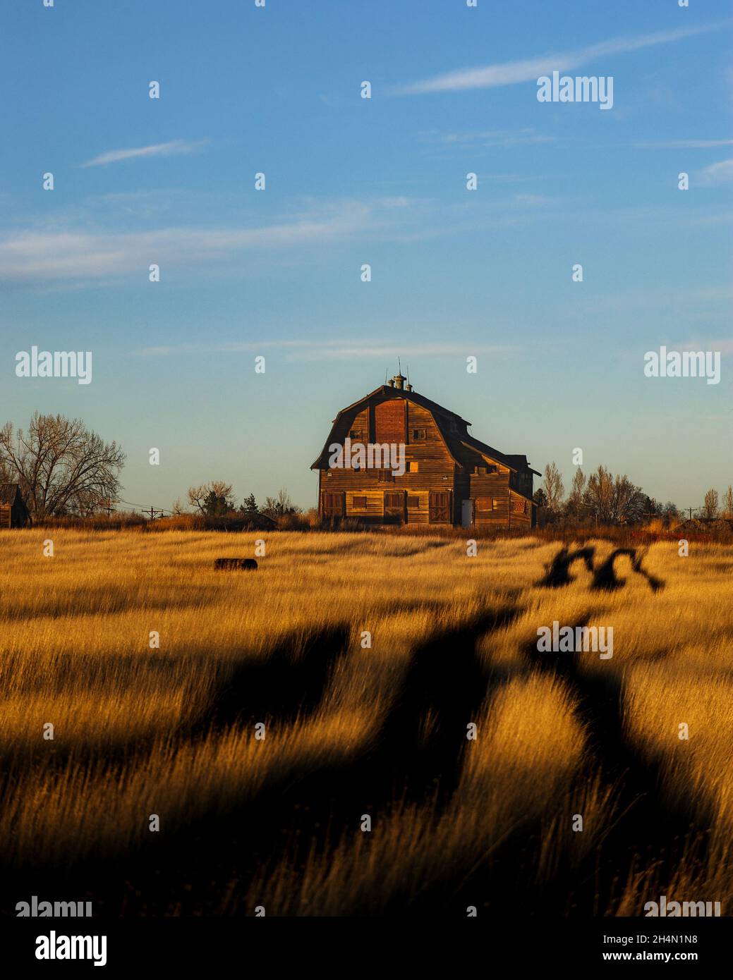 A rustic barn sits in a field of wheat Stock Photo